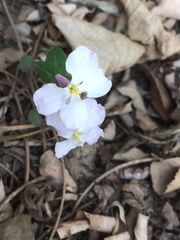 Orychophragmus violaceus