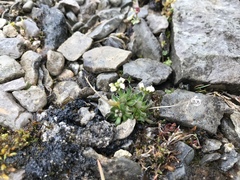 Draba lactea