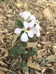 Orychophragmus violaceus