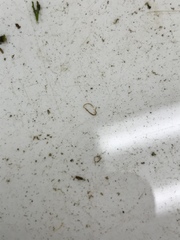 Limnodrilus hoffmeisteri