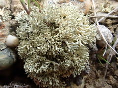 Xanthoparmelia molliuscula