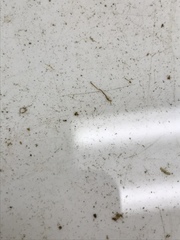 Limnodrilus hoffmeisteri
