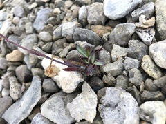 Silene uralensis