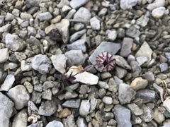 Silene uralensis