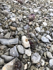 Silene uralensis