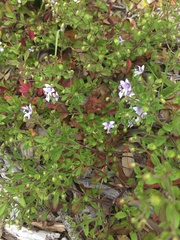 Trichostema nesophilum