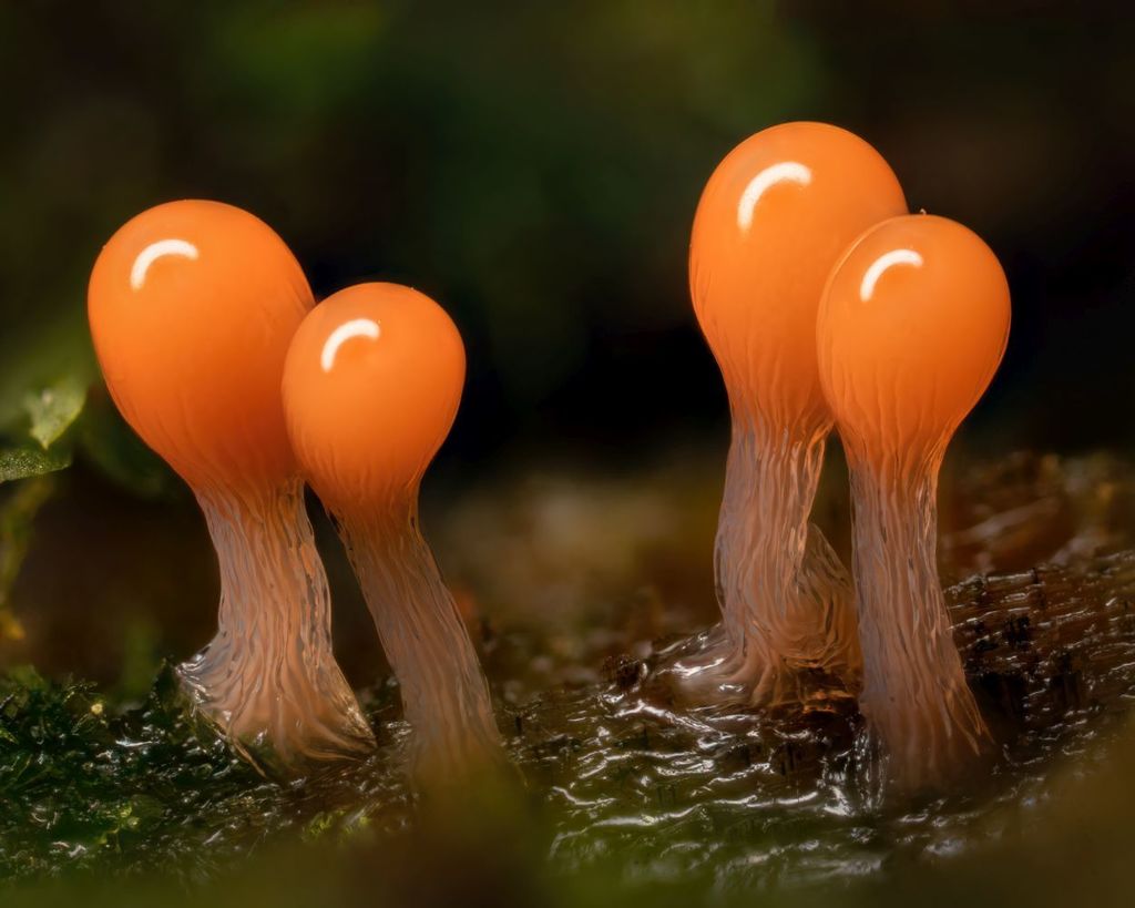 Hemitrichia