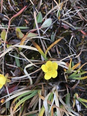 Saxifraga hirculus