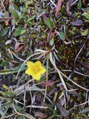 Saxifraga hirculus
