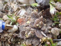 Myosotis brevis