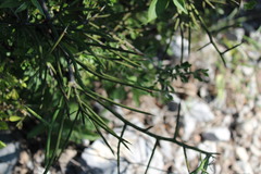 Koeberlinia spinosa