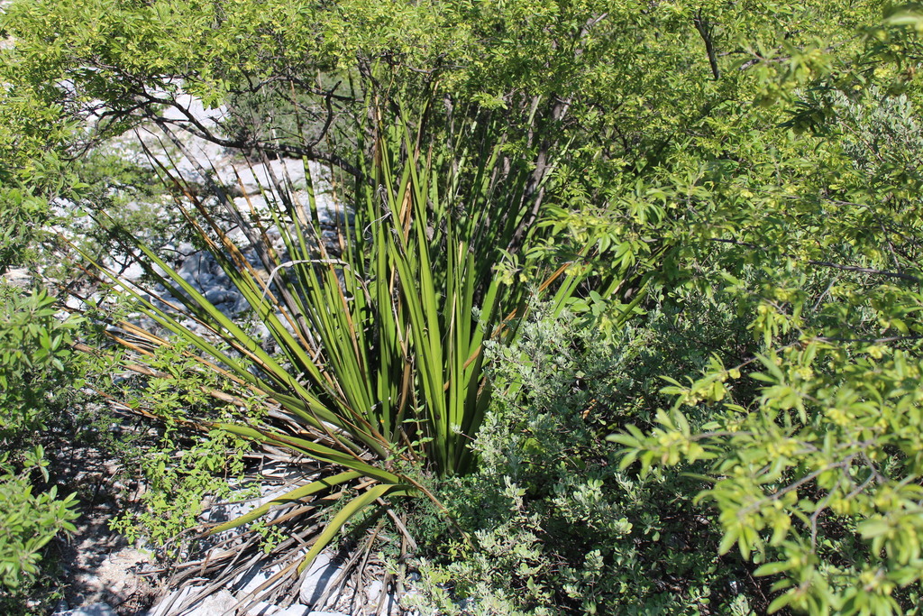 Hesperaloe funifera, Santa Catarina, N.L., México