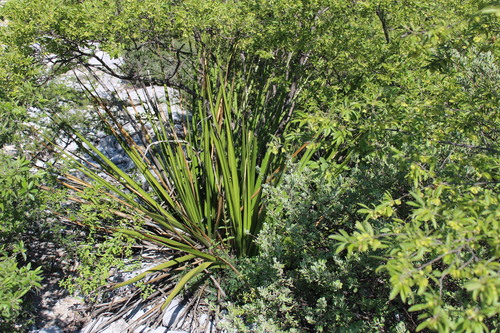 Hesperaloe funifera