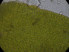 Encalypta rhaptocarpa