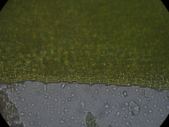 Encalypta rhaptocarpa