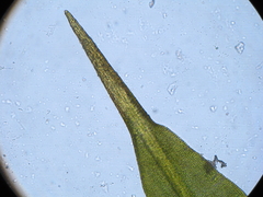Encalypta rhaptocarpa
