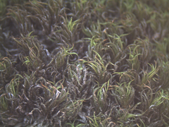 Encalypta rhaptocarpa