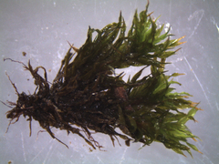 Encalypta rhaptocarpa