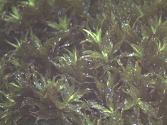 Encalypta rhaptocarpa