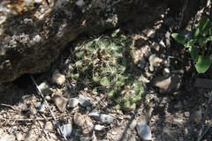 Coryphantha nickelsiae