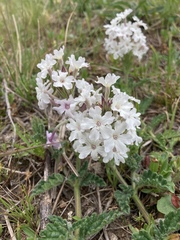 Glandularia platensis