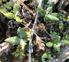 Doryopteris triphylla