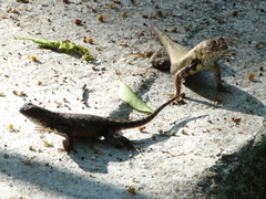 Sceloporus nelsoni
