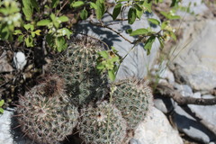 Echinocereus armatus
