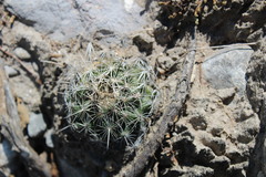 Coryphantha nickelsiae