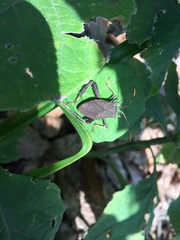 Verbesina alternifolia