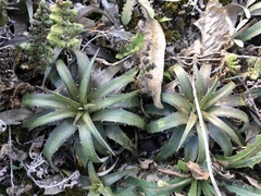 Dyckia remotiflora