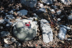 Epithelantha greggii