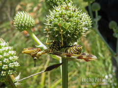 Paramantispa decorata