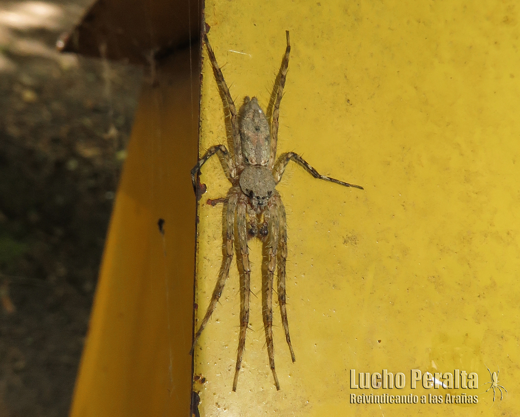 Senoculus darwini