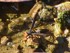 Polistes erythrocephalus