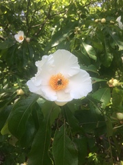 Franklinia