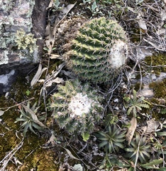 Parodia langsdorfii