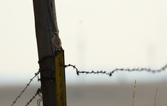 Salpinctes obsoletus