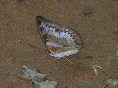 Tanaecia iapis