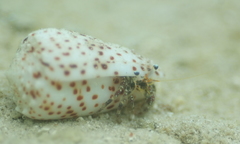 Dardanus scutellatus