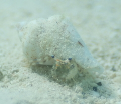 Dardanus scutellatus