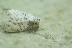 Dardanus scutellatus