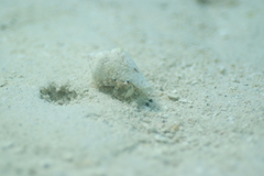 Dardanus scutellatus