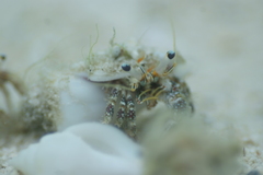 Dardanus scutellatus