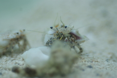 Dardanus scutellatus