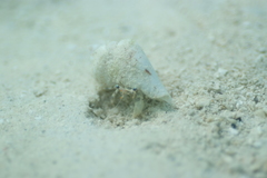 Dardanus scutellatus