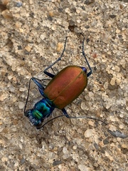 Cicindela scutellaris scutellaris