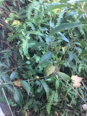 Lithocarpus konishii