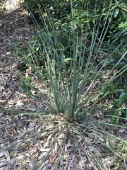 Yucca constricta