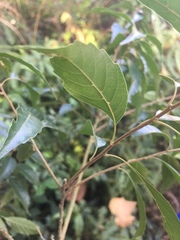 Lithocarpus konishii